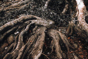 spreading large ancient time tree root