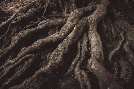 spreading large ancient time tree root