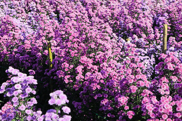 Obraz premium Margaret flower field in the garden of Thailand