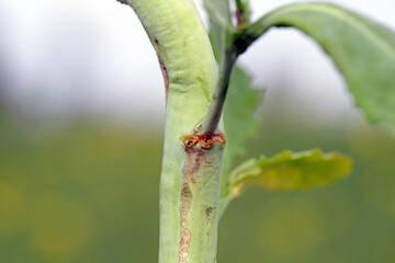 Exit hole of the larva of Ceutorhynchus napi - rape stem weevil in the rapeseed stalk. It is a beetle from family Curculionidae, pest of Brassicaceae, oligophagous.
