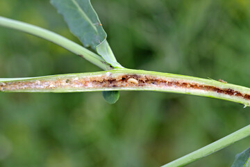 Larva of Ceutorhynchus napi - rape stem weevil in the rape stalk. It is a beetle from family...