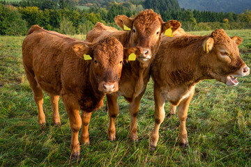 Braune Rinder auf einer Bergwiese.