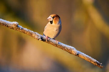 Hawfinch (Coccothraustes coccothraustes) sitting in the branch