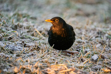 Eurasian Blackbird (Turdus merula) winter scene.