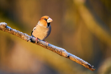 Hawfinch (Coccothraustes coccothraustes) sitting in the branch