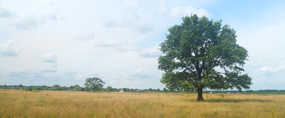 a lonely standing oak tree