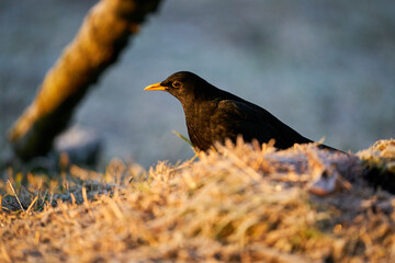 Eurasian Blackbird (Turdus merula) winter scene.