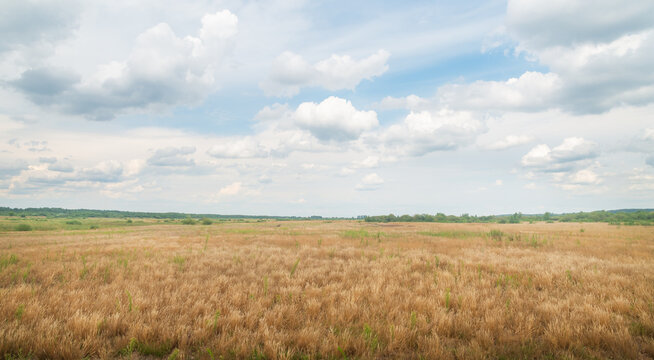 Panoramic photo of a summer meadow. © Andrii Salivon