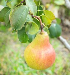 one ripe pear on a tree