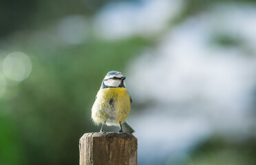 Mésange bleue sur un poteau de clôture en hiver