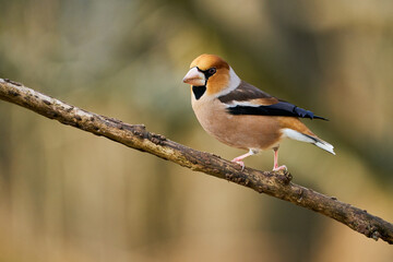 Hawfinch (Coccothraustes coccothraustes) sitting in the branch