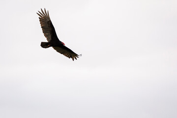 Eagles of Vinales flying over valley in a cloud weather, Cuba