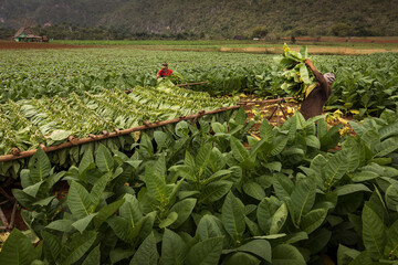 Tobacco farmers collecting tobacco leaves in a beautiful green landscape with a local house in...
