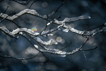 frost on the branches of tree