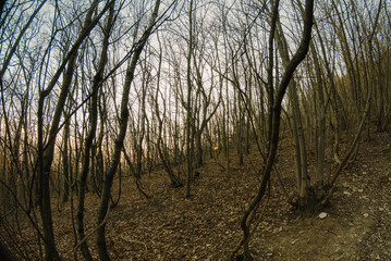 Fototapeta premium sunrise in the mountain forest of Budapest