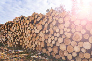 Woodpile fresh cut pine logs at sawmill factory. Big stack of tree trunks at wood production lumber mill. Processing timber material at wood construction warehouse. Chopped firewood stumps. Forestry