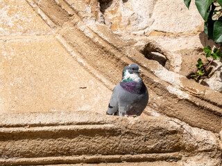 Dove on a stone cornice in a historic building.