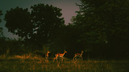 deer in the woods