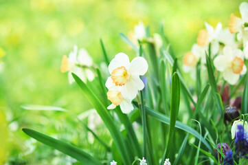 Spring blossoming white and light yellow daffodils in garden, springtime blooming narcissus (jonquil) flowers, selective focus, shallow DOF, toned