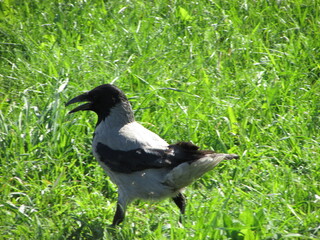 a crow on the grass