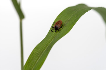 A predatory (parasitic) tick creeps on a blade of grass. Selective focus. .
