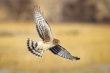 Northern Harrier in Flight