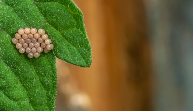 Clutch of insect eggs on a leaf of a plant. Selective focus.