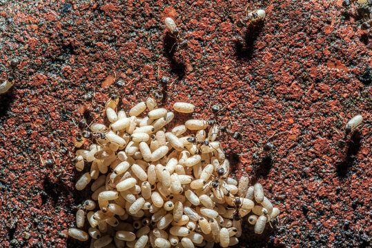 A pile of ant eggs in an ant colony. Ants carry their larvae.