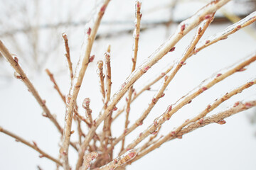 Branches of a deciduous grass, bushes covered with ice crust after freezing rain, fragment, background