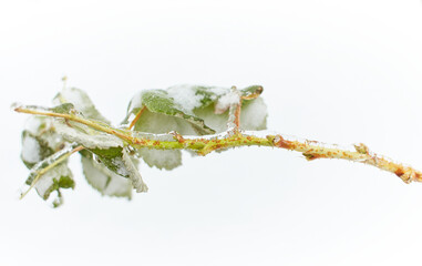 Branches of a deciduous grass, bushes covered with ice crust after freezing rain, fragment, background