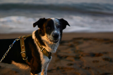 Perro en la playa con su dueño