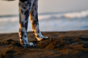 Perro en la playa con su dueño