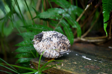 Nahaufnahme, Portrait einer Zwergwachtel, eine Art der Fasanenartigen (Phasianidae)
