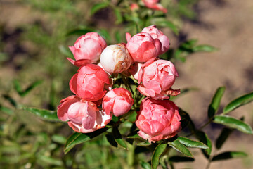 Pink rose bouquet on garden