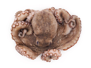 Fresh octopus isolated on white background