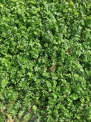 Obraz premium Thick thickets of echinocystis blooming in garden. Leaf wall