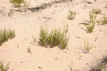 Alter do Chão,Pará,Brasil.Vegetation on the banks of the Tapajós River in northern Brazil.