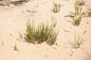 Alter do Chão,Pará,Brasil.Vegetation on the banks of the Tapajós River in northern Brazil.