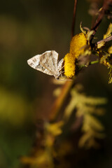 Ein Schmetterling sitzt auf einer Pflanze.