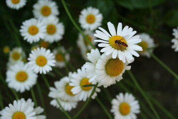 Obraz premium daisies in a field