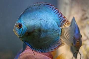 Ein Diskusfisch in einem Aquarium. Diskusfische stammen aus dem Amazonas.
