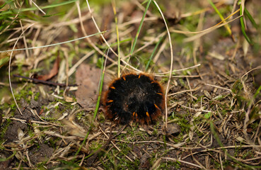 Die Raupe eines Bromebeerespinners im Gras, Gestrüpp.
