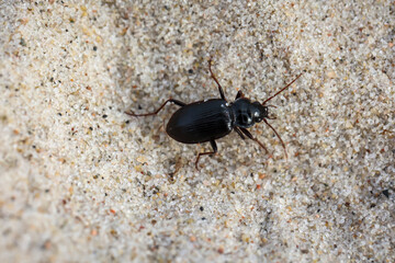 Ein bläulich schwarzer, länglicher Käfer im Sand.
