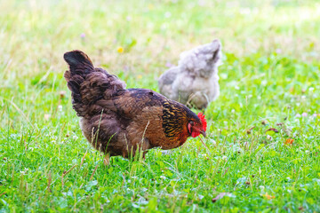 Two chickens are looking for food in the garden among the grass