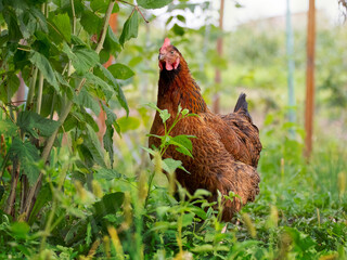Brown spotted chicken in the garden among the grass