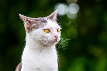 White spotted cat close up in the garden on a dark background