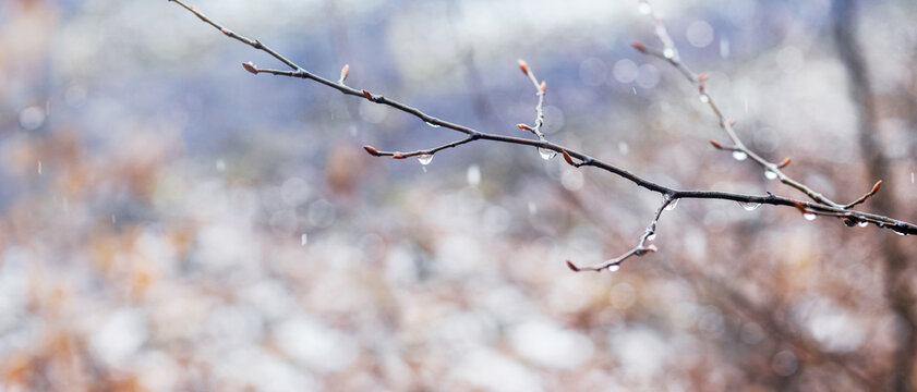 Raindrops on a bare branch in the spring during the melting snow