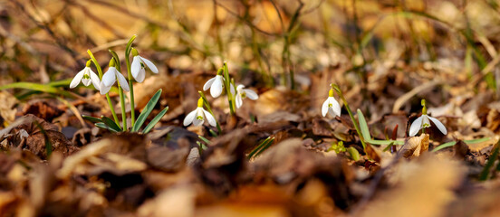 White snowdrops in the woods among the fallen leaves