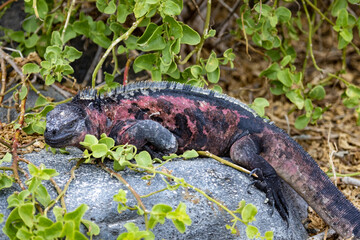 Marine Iguana at Punta Suarez, Espanola Island, Galapagos