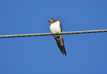 Swallows are sitting on the wires